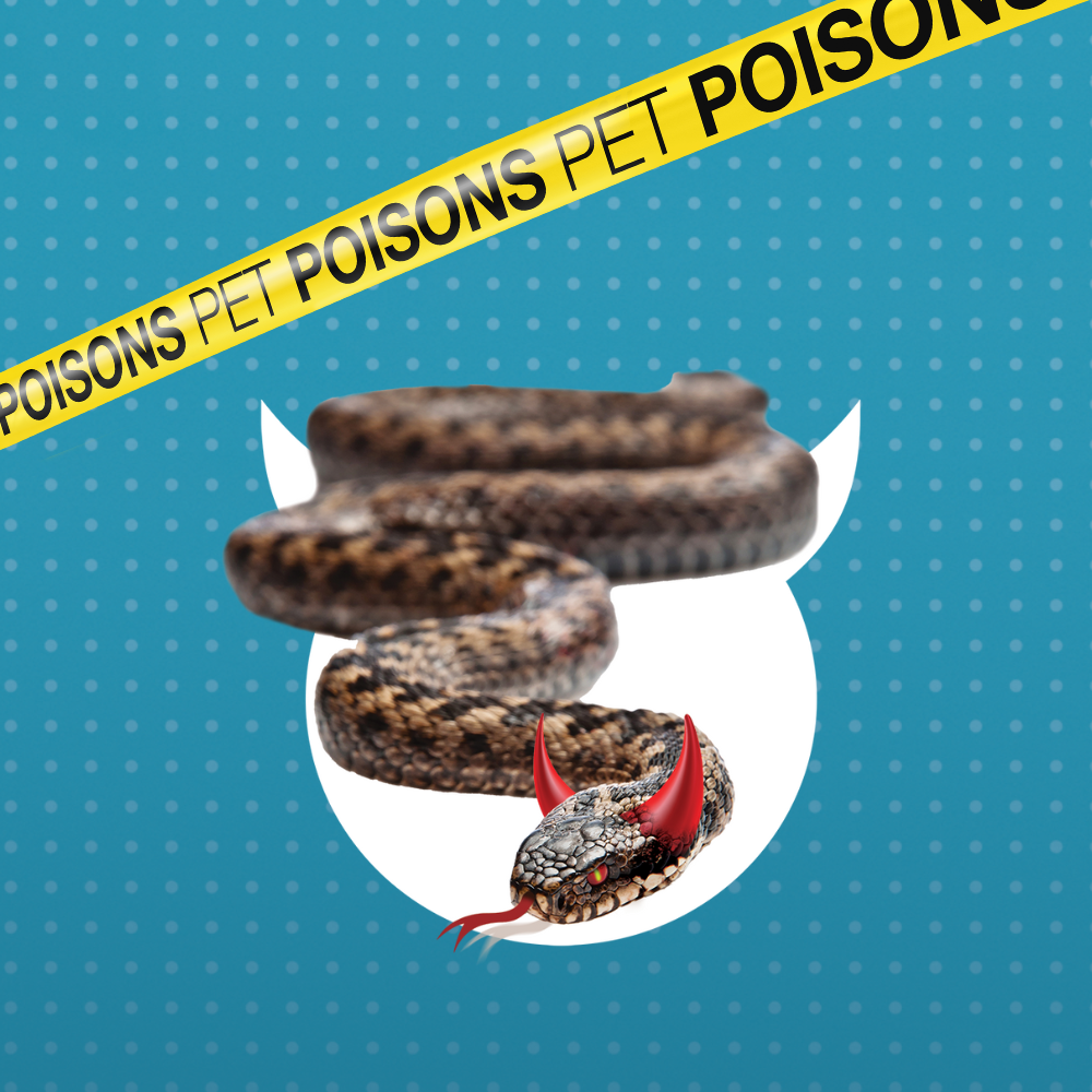 Pet dangers pet poisons - Adders square