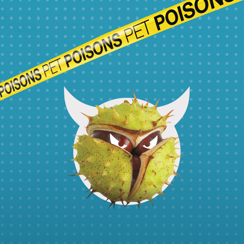 Pet dangers pet poisons - Conker
