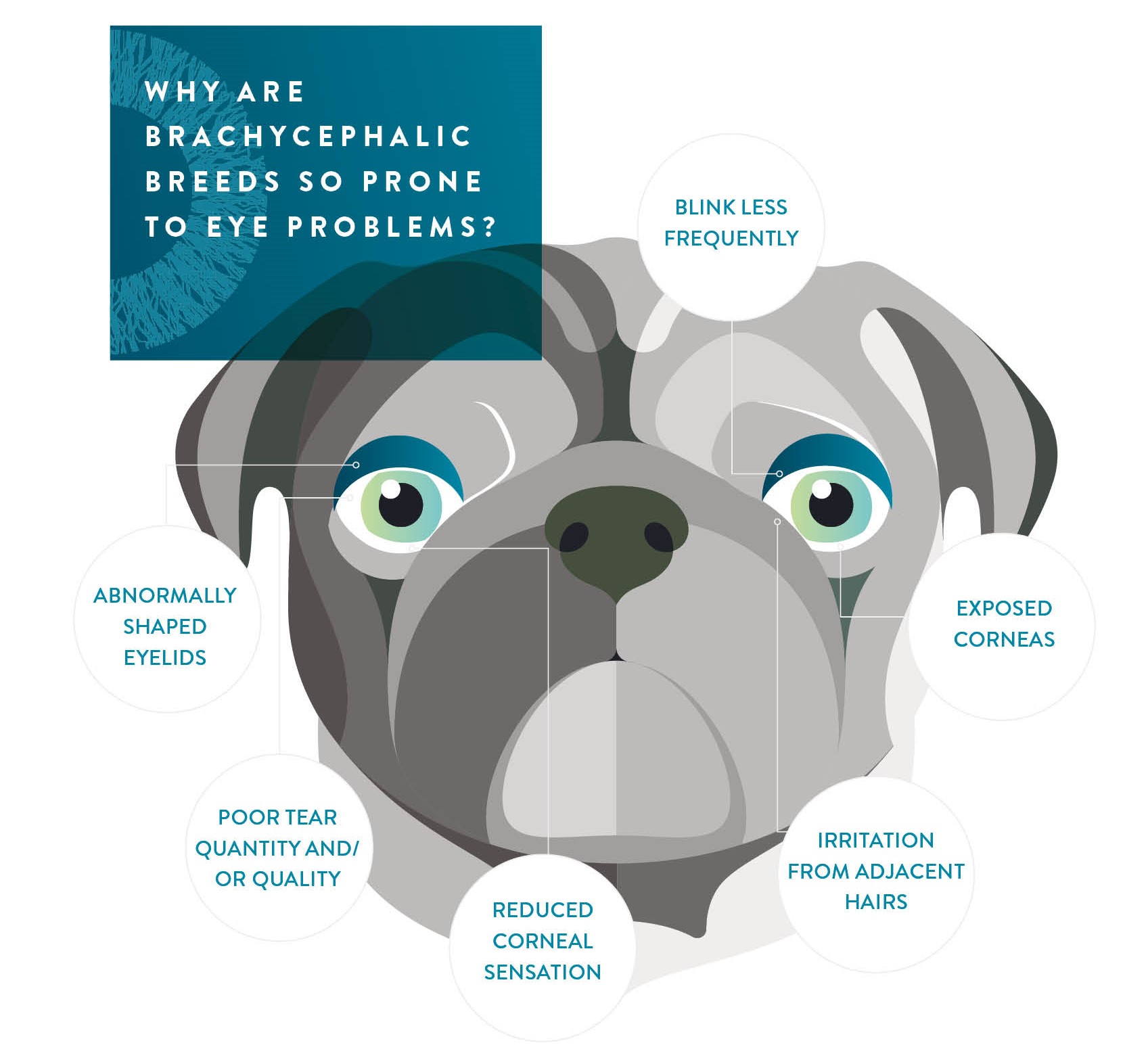 Brachycephalic breeds - eye problems