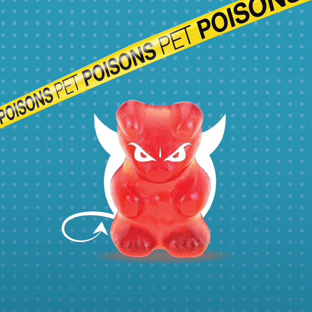 Pet dangers pet poisons - Xylitol
