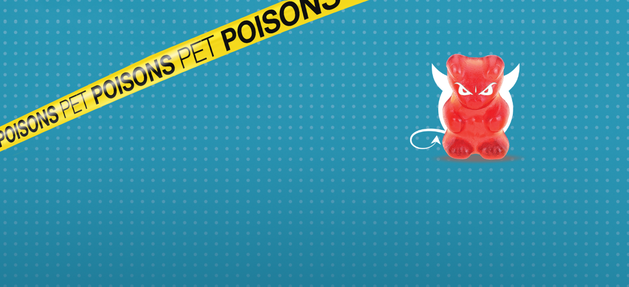 Pet dangers header pet poisons - Xylitol