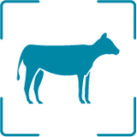 Cow icon