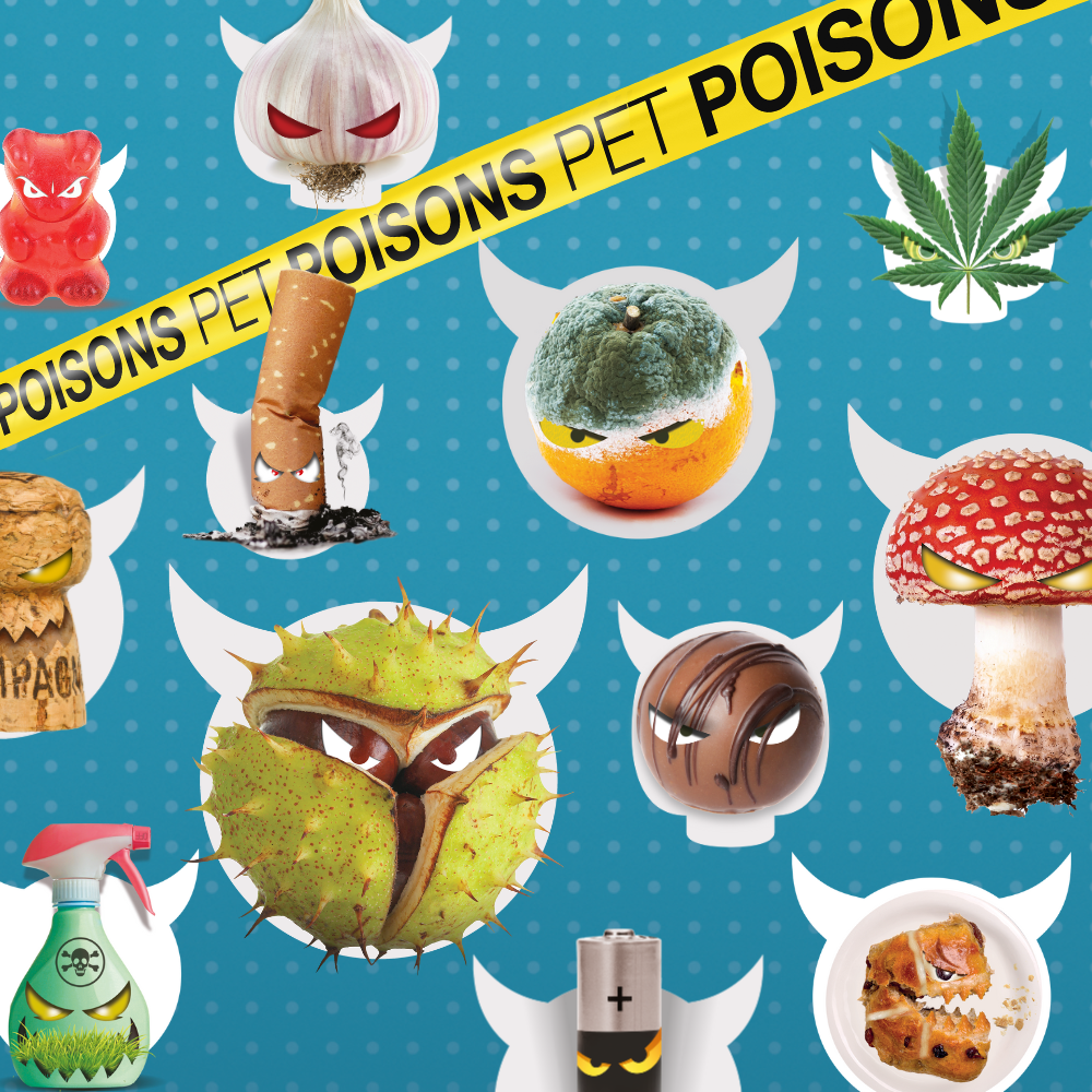 Pet Dangers - all pet poisons