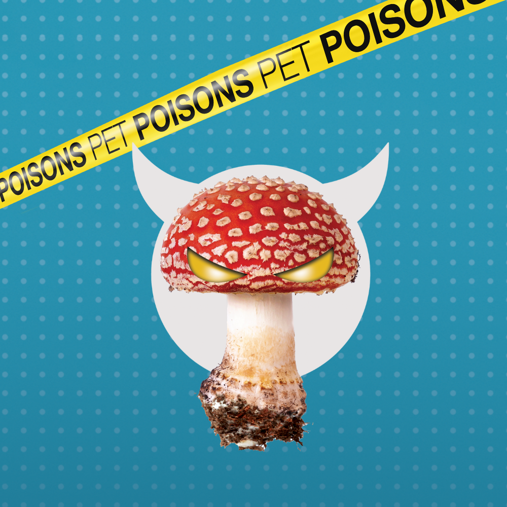 Pet dangers pet poisons - wild mushroom square